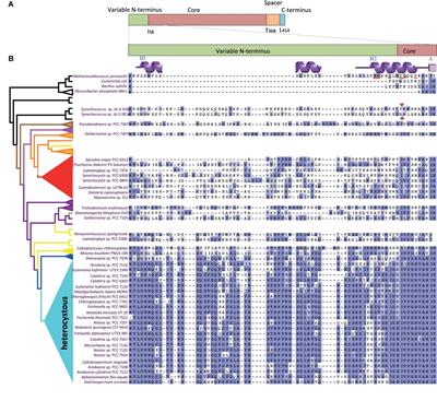 FtsZ of Filamentous, Heterocyst-Forming Cyanobacteria Has a Conserved N-Terminal Peptide Required for Normal FtsZ Polymerization and Cell Division